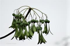 Gyrocarpus americanus